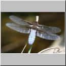Libellula depressa - Plattbauch m08.jpg